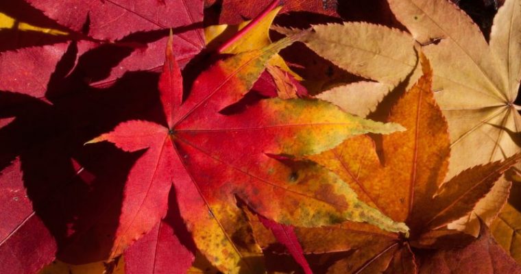秋の綺麗な紅葉を楽しめるオススメスポット10選【国内編】