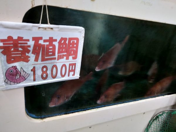 糸島　鯛　養殖